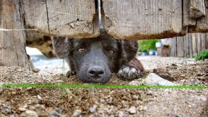 Лает собака ЗВУК / Лает собака и поют птицы / Лай собаки / Лай / DOG SOUND / DOG FX