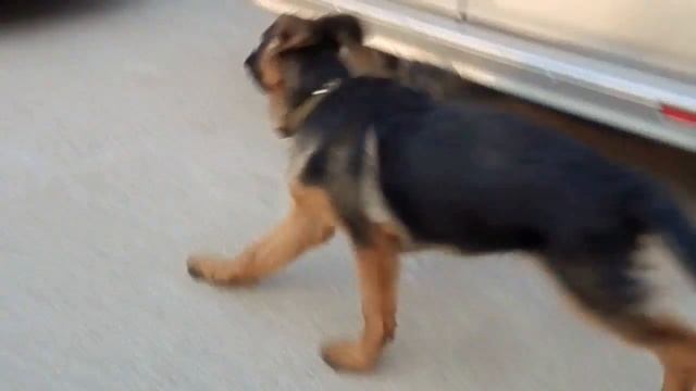 ЗАБАВНЫЙ и КРАСИВЫЙ ЩЕНОК немецкой овчарки. German Shepherd puppy nicely played.Одесса. смотреть онлайн