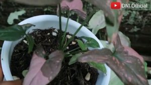 Wah TRENDING..!!! Syngonium Pink Splash & Green Splash ( Syngonium Varieties )