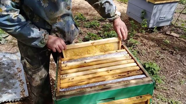 Кормов нет,Развития нет , Что делать ??? Пчеловодство смотреть онлайн