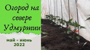 Свёкла на грядку, и огурцы тоже. 1 июня 2022. Удмуртия.