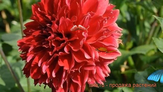 Георгина декоративная Ред Фубуки (dahlia cultorum) ? обзор: как сажать, рассада георгины Ред Фубуки смотреть онлайн