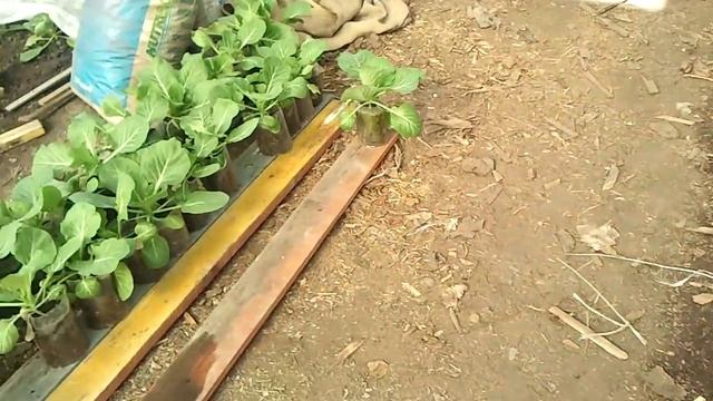 Капуста и медведка Gryllotalpa смотреть онлайн