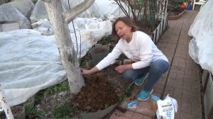 Чем подкормить плодовые в мае