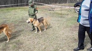 24.04.21 Саратовская Окружная выставка гончих. РГ выжлецы ср.гр. Описание.