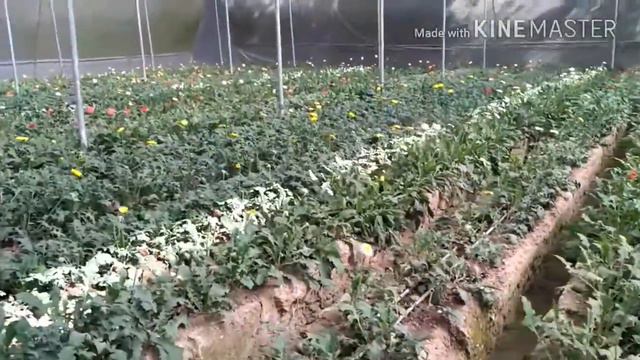 Gerbera flower Nursery // Gerbera exporting // India смотреть онлайн