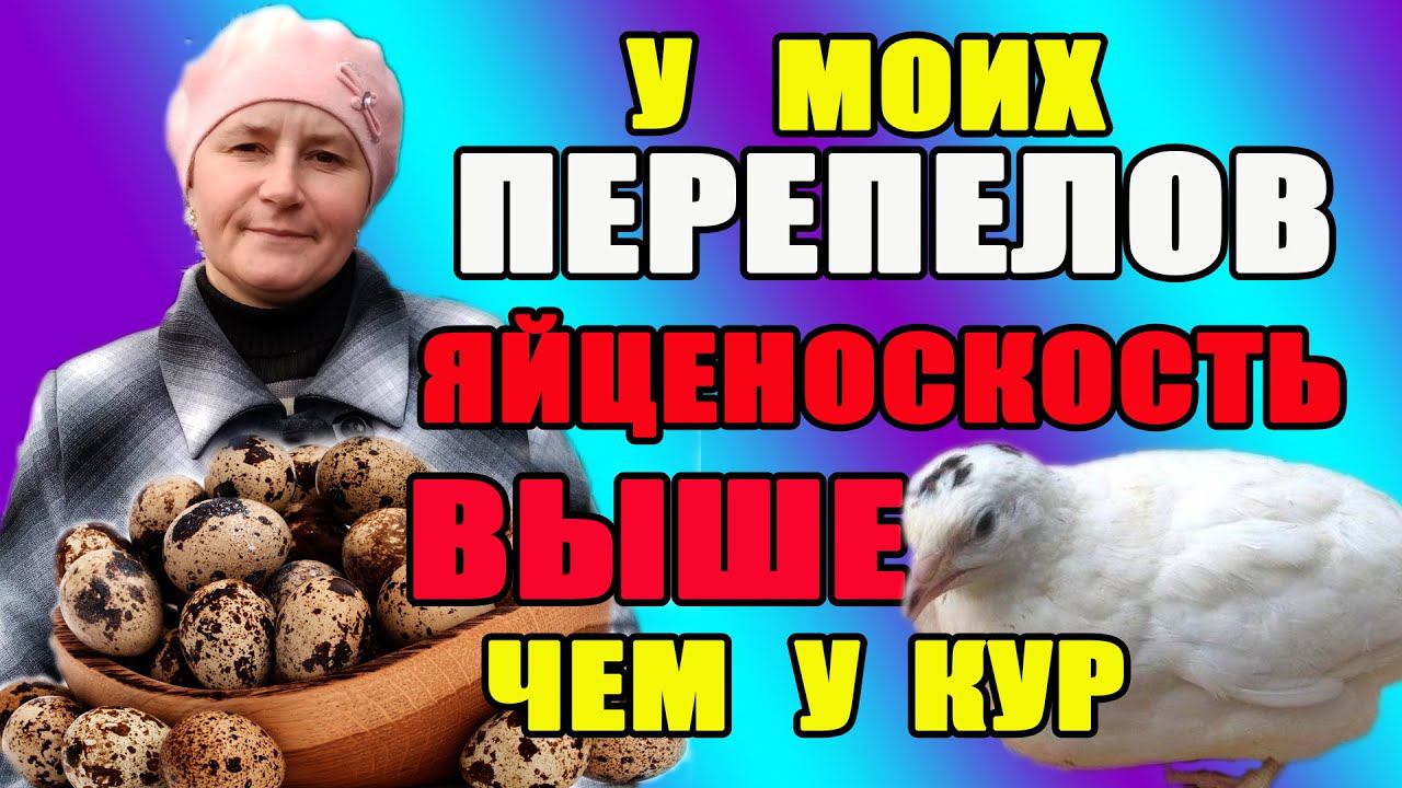 У моих перепелов яйценоскость выше, чем у кур. Раскрываю секреты.
