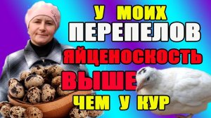 У моих перепелов яйценоскость выше, чем у кур. Раскрываю секреты.