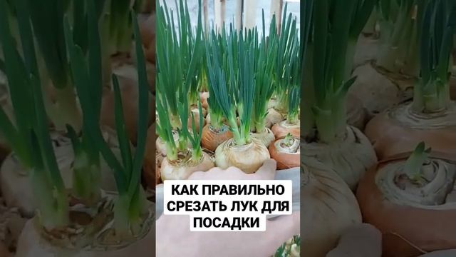 КАК ПРАВИЛЬНО СРЕЗАТЬ ВЕРХУШКУ ЛУКА