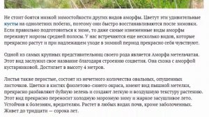 Аморфа кустарниковая Звезда современного дизайна сада