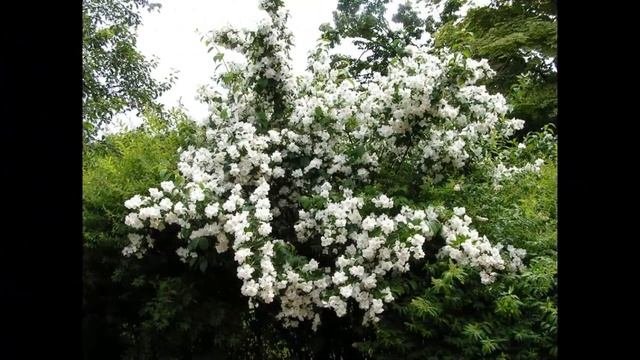 #Чубушник Декоративные #кустарники62 Декоративные растения