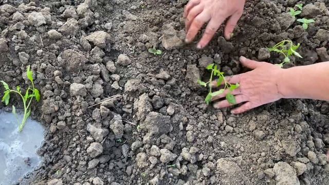 Посадка розсады помидоров на огороде, состояния и капельный полив клубники Хоней