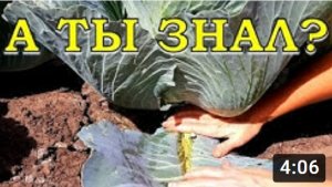 Нужно ли обрывать нижние листья у КАПУСТЫ?