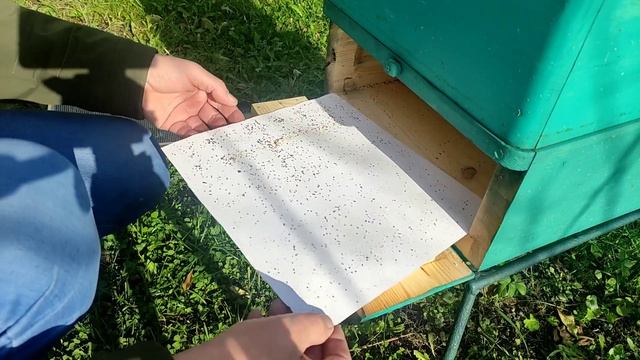 пасека. 10 октября 2022 года. Контроль осыпи клеща. смотреть онлайн