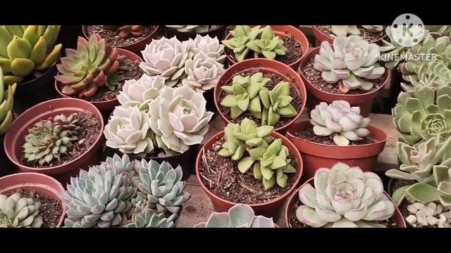 suculentas em promoção muitas variedades 11978227086 смотреть онлайн