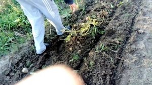 Картофелекопалка к мотоблоку Нева