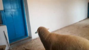 Баран дает семейную жидкость