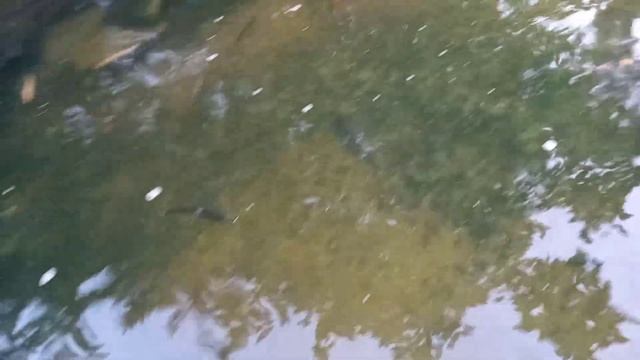 Малек форели в пруду купить смотреть онлайн