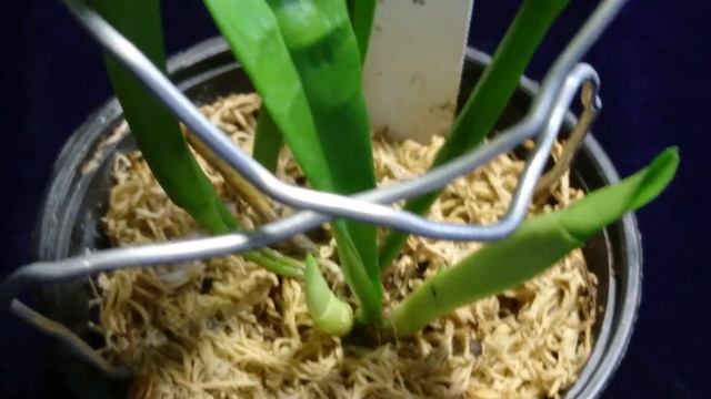 О цветочных почках у масдеваллий смотреть онлайн