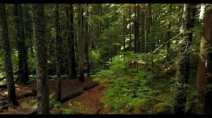50 Healing Scriptures, Audio Bible Verses & Soothing Music