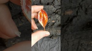 Гальванопластика - гальваника - меднение. Что это? Как выглядит процесс?