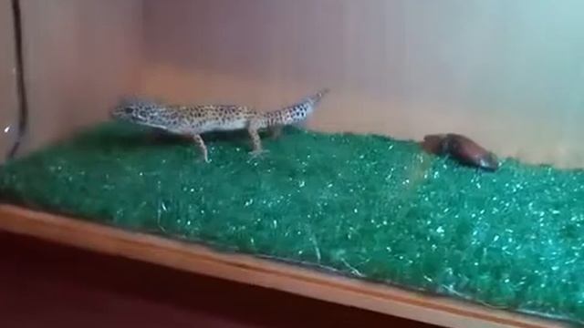 Жорик знакомится с Мадагаскарским тараканом смотреть онлайн