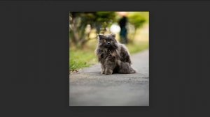 Chantilly Tiffany cat Compilation and Mix