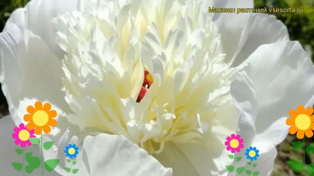 Пион молочноцветковый Иммакьюле. Краткий обзор, описание характеристик paeonia lactiflora Immaculee смотреть онлайн