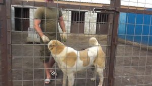 Питомник "С верхнего Дона" вл. Владимир и Наталия Русаковы