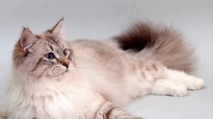 САМЫЕ ЛАСКОВЫЕ ПОРОДЫ КОШЕК