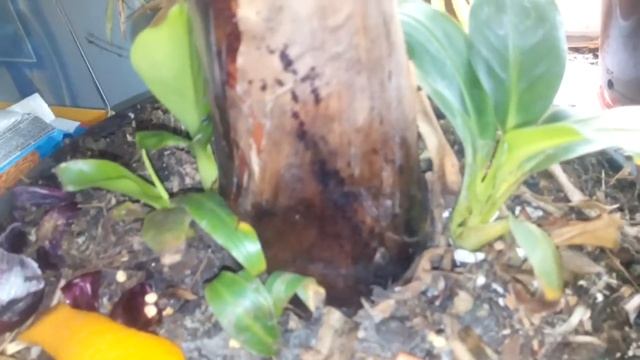 Банан комнатный!Уход!!! смотреть онлайн