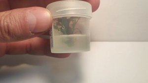 Живое аквариумное растение Буцефаландра Призрак Брауни меристемное