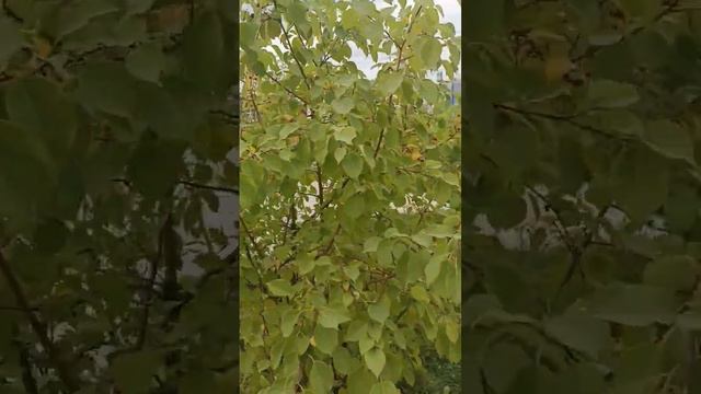 Растут яблоньки сибирские якутске выдерживают морозы, жару, дают ягоды! смотреть онлайн