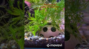 Запуск аквариума 10 литров , аквариум для детей , маленький аквариум , аквариум ребенку