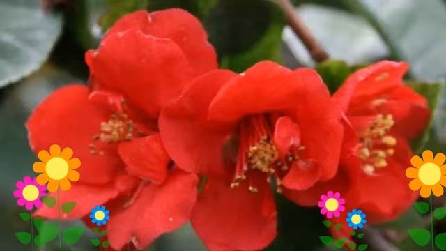 Айва прекрасная Саймоний (Simonii). Краткий обзор, описание характеристик, где купить саженцы смотреть онлайн