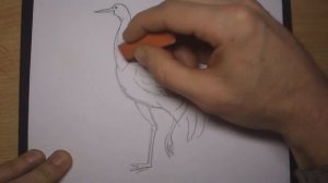 как нарисовать журавля(набросок)