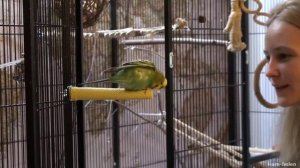 Волнистый попугай дрессировка
