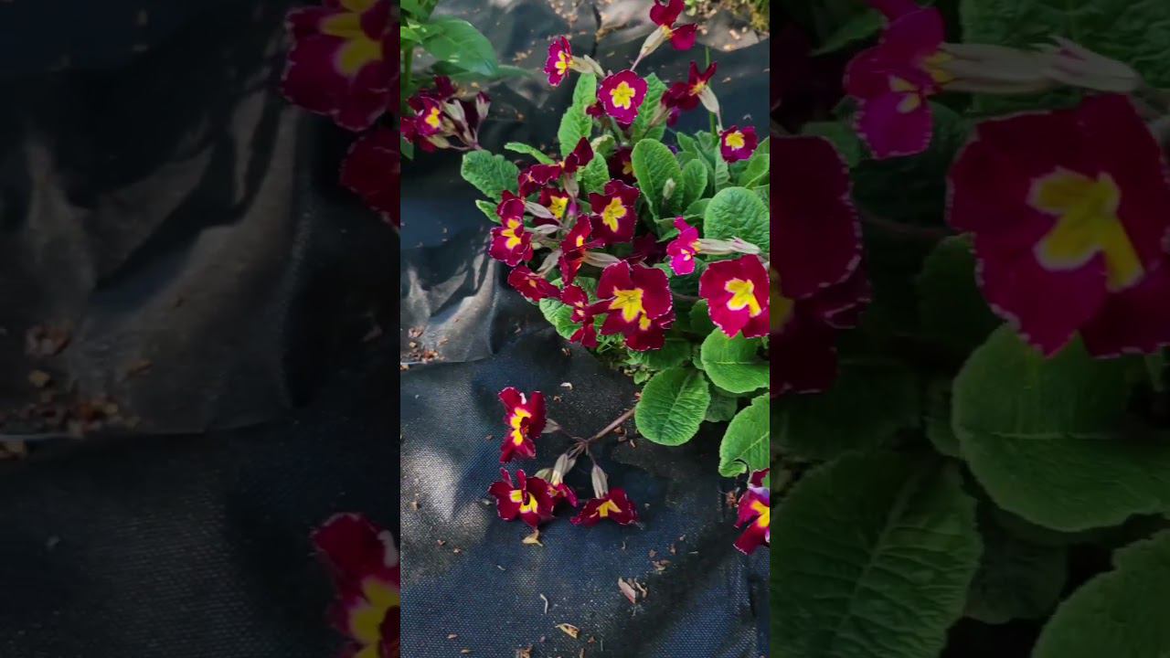 цветок притягивающий признание #примула #природнаямагия #магиятрав #магия #зелёнаяведьма #эзотерика