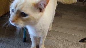 Фурминатор для вычесывания шерсти с кота