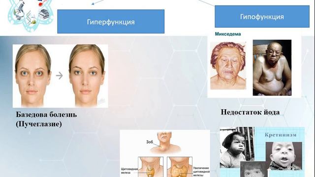 Эндокринная система  Железы, биология, Почтарь О Ю , ШЛ №17 смотреть онлайн