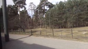 Уф, все-таки я успел на автобус "2637 по 93" Петербурга 11-***: МАЗ-216.066 2637 по №93 (19.04.21)