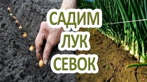 Когда и как сажать лук-севок в открытый грунт?