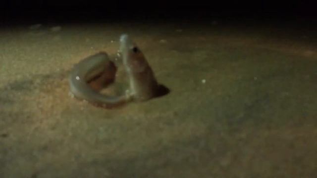 Grunion Run Southbay #GrunionRun #Southbay #Grunion #Fishonbeach #DiscoverLA #California #coolvideo смотреть онлайн
