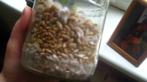 Псилоцебин Кубенсис psylocebine