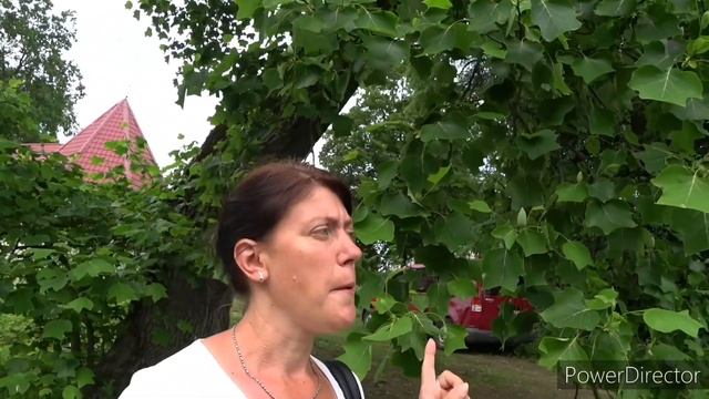 Тюльпановое дерево или лирадендрон/ тюльпанове дерево, або лірадендрон смотреть онлайн