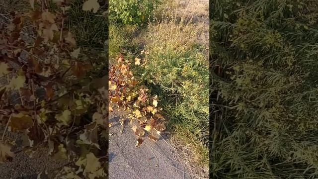 АЛЛЕРГИЯЛЫҚ МҰРЫН ҚАБЫНУДЫҢ(Аллергический ринит)ТАПТЫРМАС ЕМІ!!!КӘРІҚЫЗ ШӨБІНІҢ ЕМДІК ҚАСИЕТІ смотреть онлайн