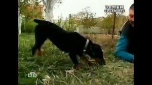 DAWG на самом деле плотник Григорий из деревни Большие Пироги