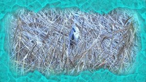 Цапля ловит рыбу, класс! Рыбаки, учитесь!