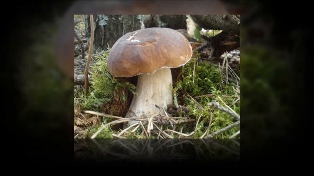 Белые грибы Беларуси смотреть онлайн