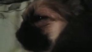 OooOooUuu спит с открытыми глазами и храпит